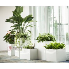 專注室內(nèi)綠植服務(wù)8年，綠植租賃，免費(fèi)養(yǎng)護(hù)，一站式商務(wù)空間